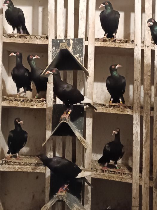 Gołębie podbródki niemieckie