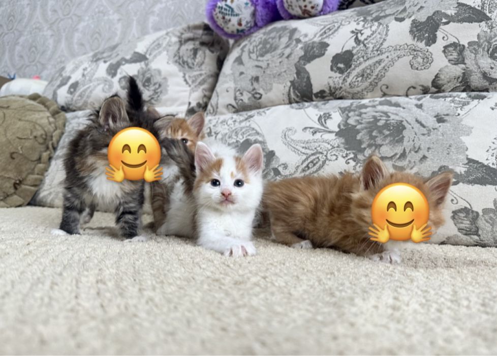 7 Чудо Света