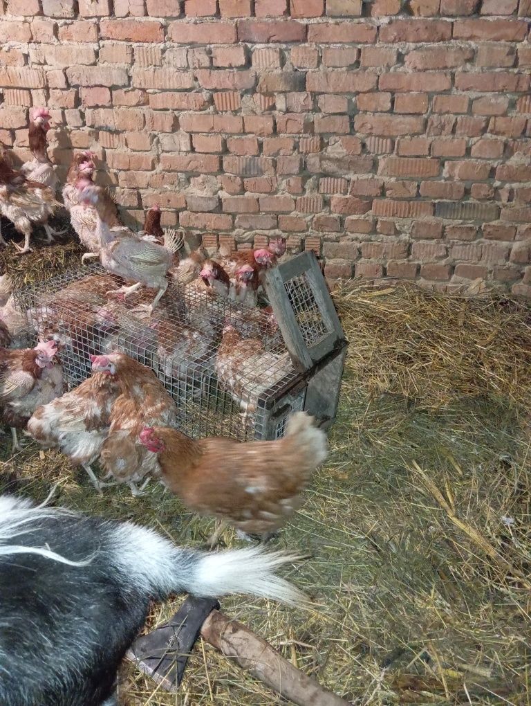 Продаж курей несучок від 150 грн оптом оптом