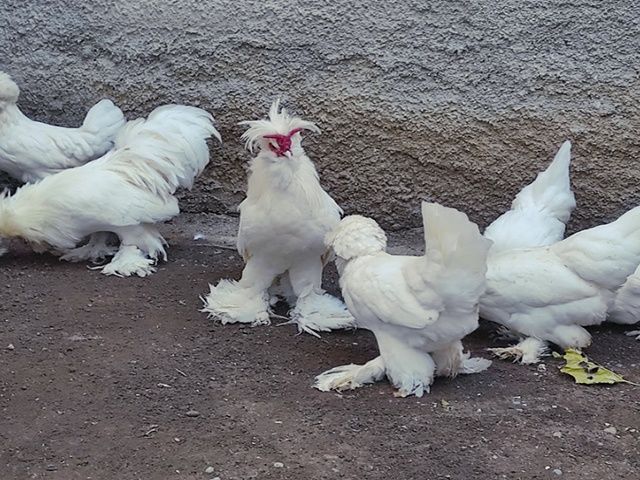 Яйце інкубаційне,курчата, Султанка біла, чорна.