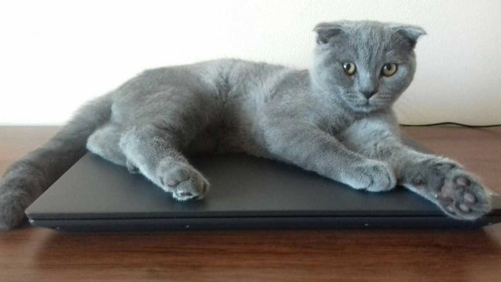 Перетримка тварин