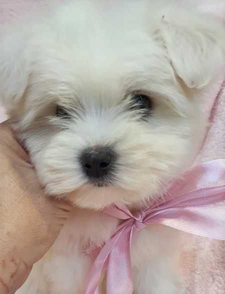 Maltańczyk Piękna Suczka z Rodowodem.