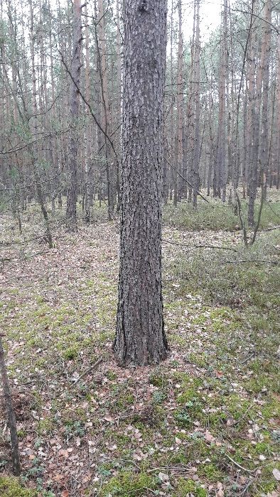 Działka leśna 1,75 ha Huta Drewniana