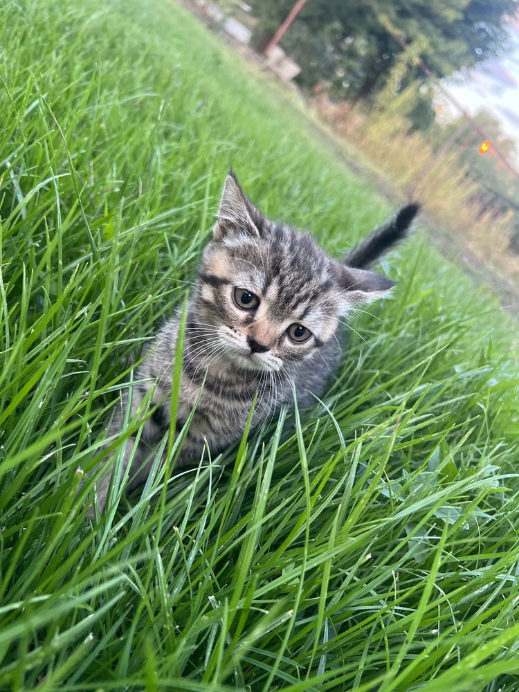 Британські кошенята