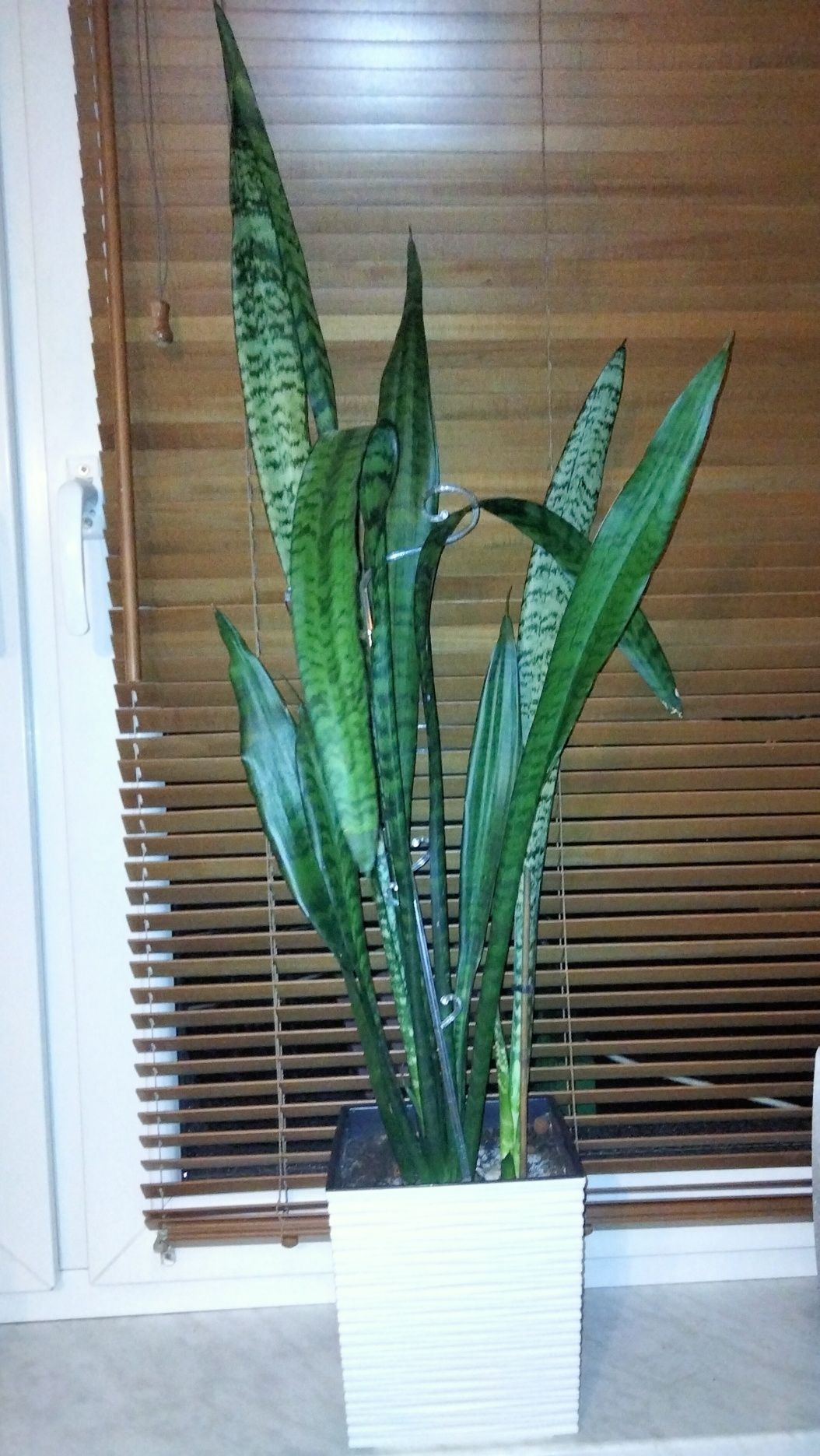 Sansevieria duża ponad 1 metr