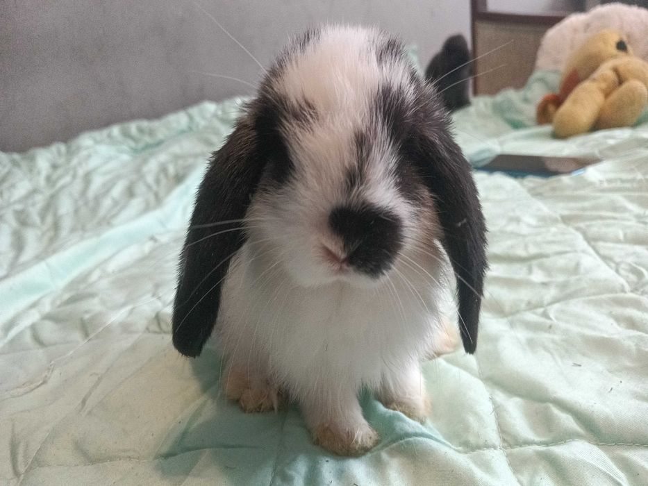 Króliki mini lop HODOWLA