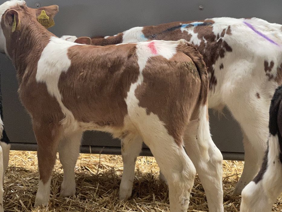 Cielaki byczki jałóweczki odsadki