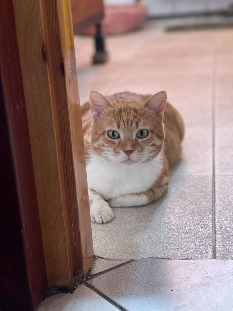 Zeus- to taki Garfield tylko, że z Grecji