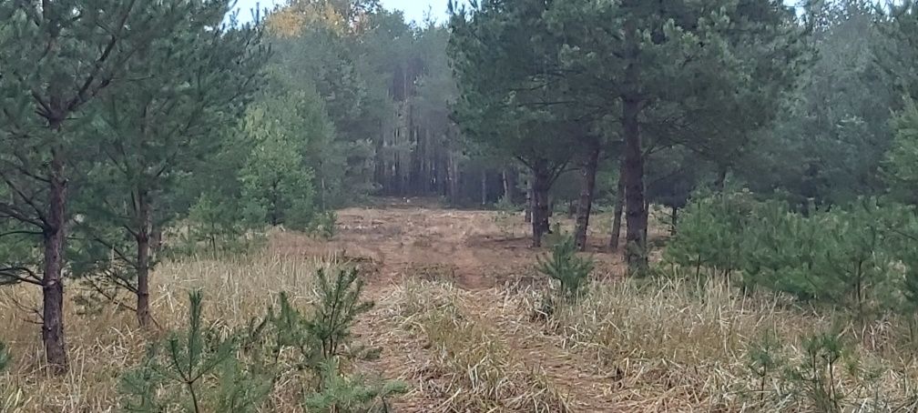 Tanie Działka budowlana w Puszczy Noteckiej Klempicz zamknięte osiedle