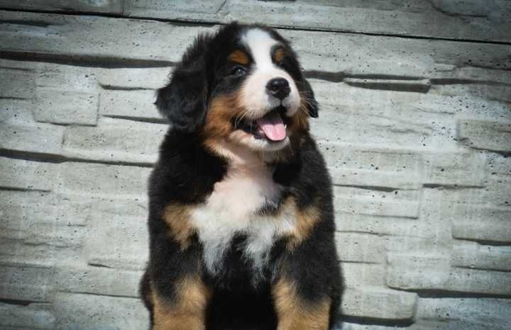 Bouvier Bernois disponível