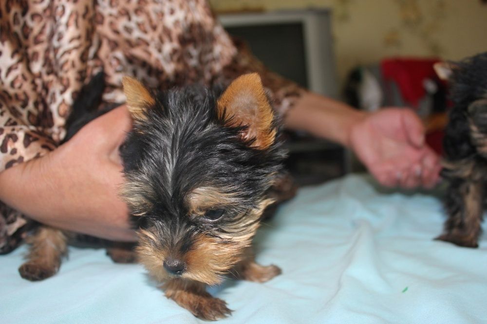 Щенки йоркширского терьера