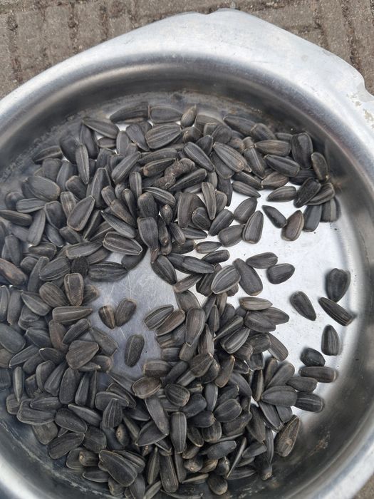 Продам насіння соняшника