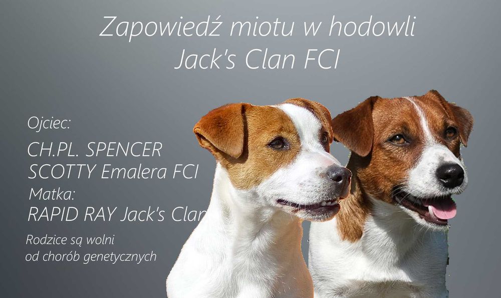 Szczenię Jack Russell Terrier gładkowłosy ZKwP (FCI)