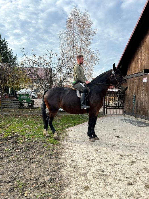 Klacz śląska  programowa