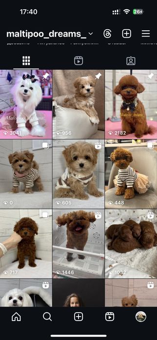 Щенки мальтипу микро и мини