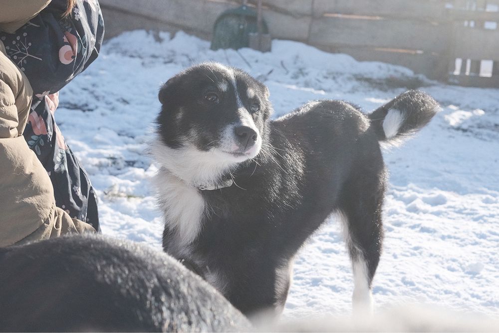 Віддам в добрі руки