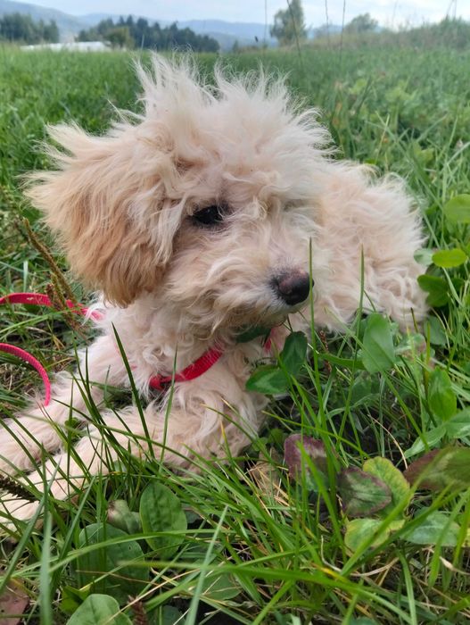 Maltipoo F1B suczka pudel 75 % badania rzepki, biodra, oczka