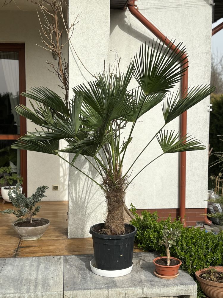 Palma Trachycarpus Wagnerianus