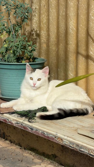 Gata jovem para adoção responsável