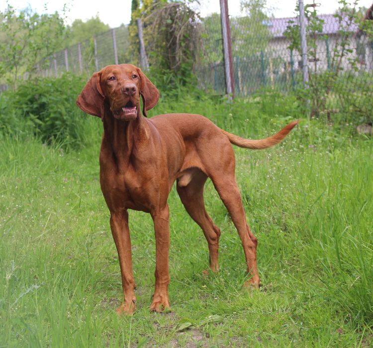 Wyżeł węgierski krótkowłosy (Vizsla) reproduktor- (FCI 57)