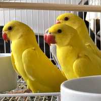 Ожереловые попугайчики, ожереловые желтые птенцы
