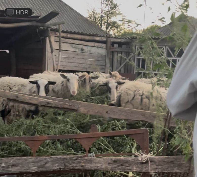 Продам вівці романівської породи.