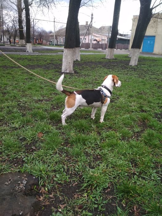 Предлагаю к вязке кобеля бигля