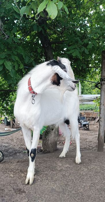 Породний цап для осемінніння,случкі, в'язки.