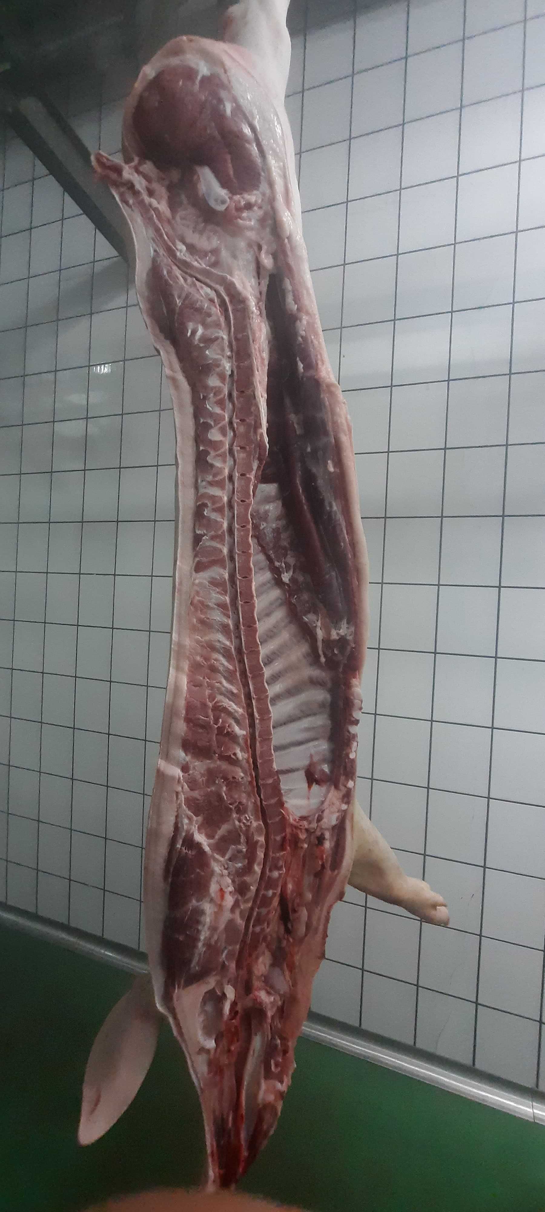 Półtusze Wieprzowe