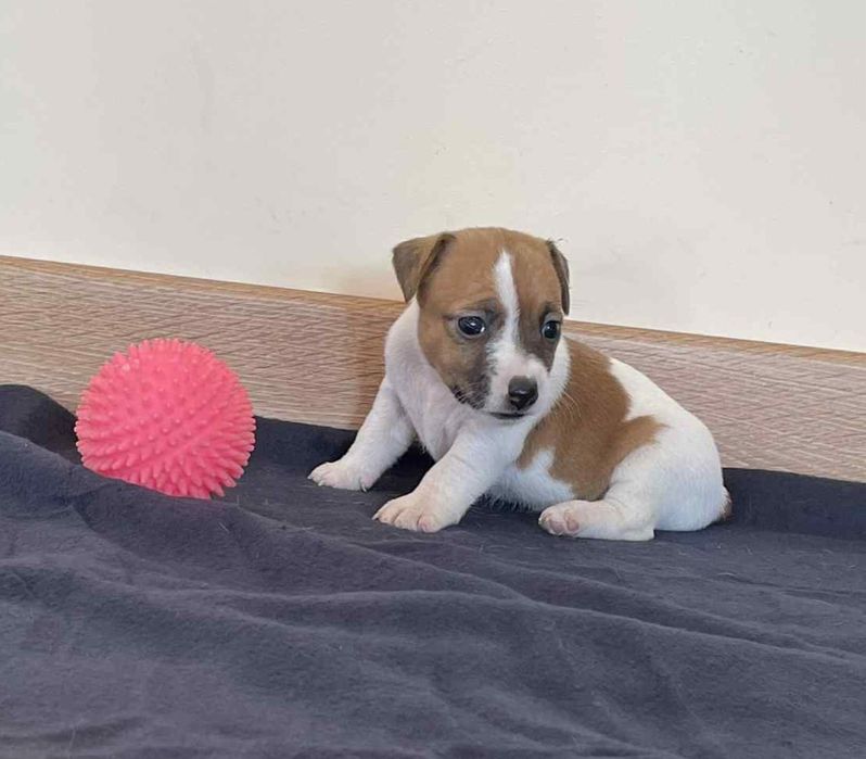 szczeniak Jack Russel Terrier