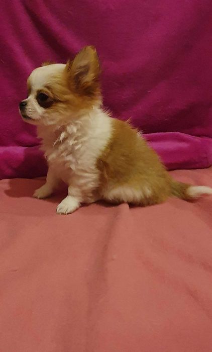 Chihuahua mini piesek z rodowodem