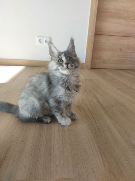 Maine Coon Fêmea pedigree/exames