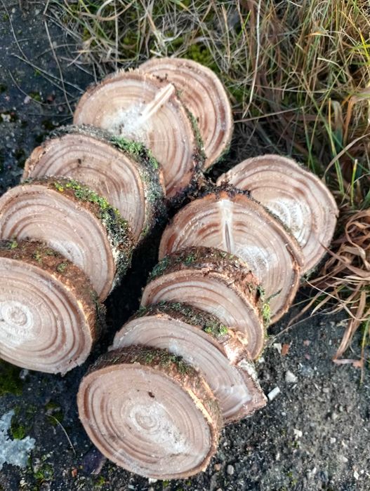 Świerkowy plaster drewna 10 sztuk krążek świerkowy 8-15cm 2cm