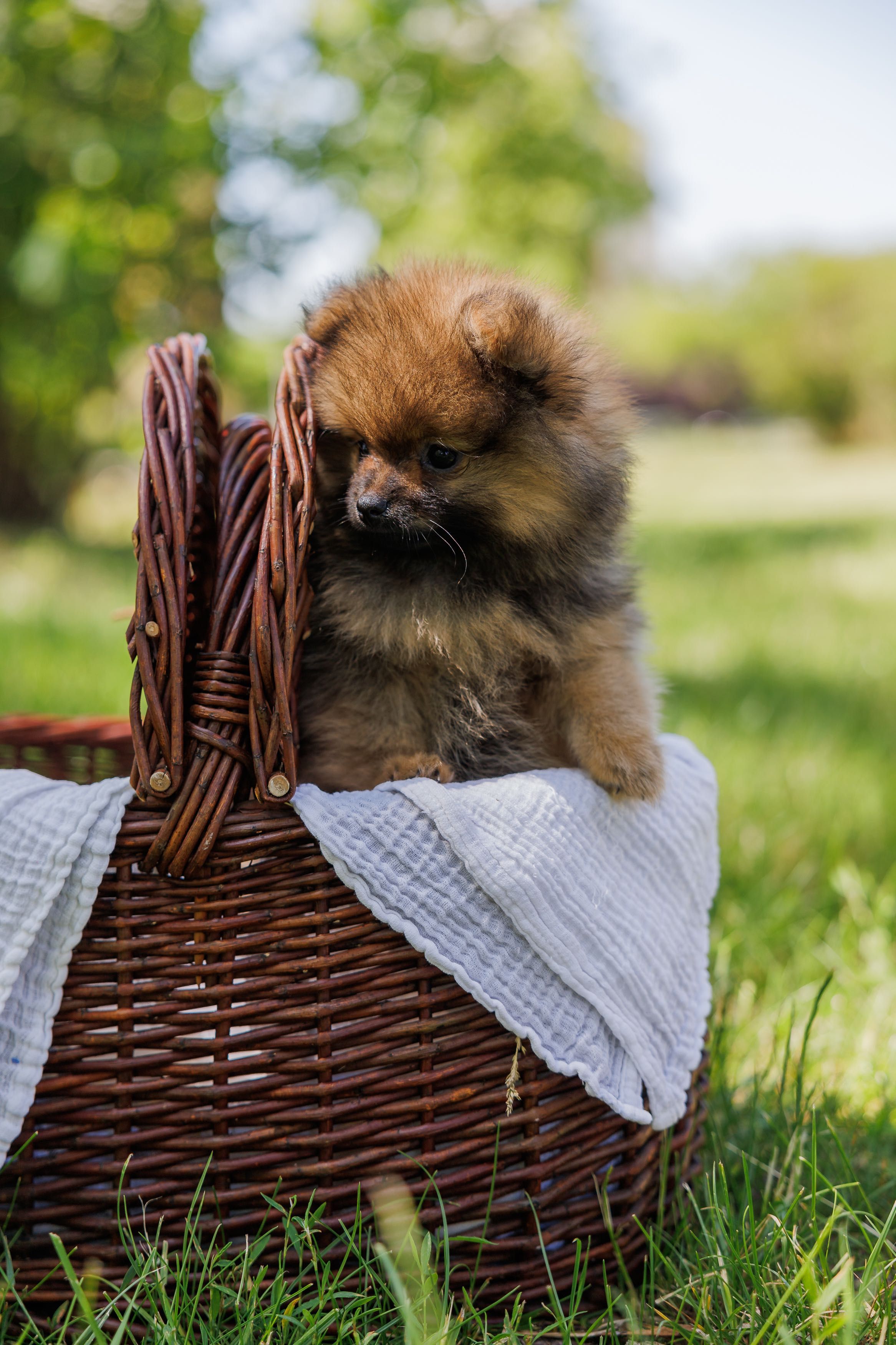 Pomeranian Szpic Miniaturowy FCI/ZKwP