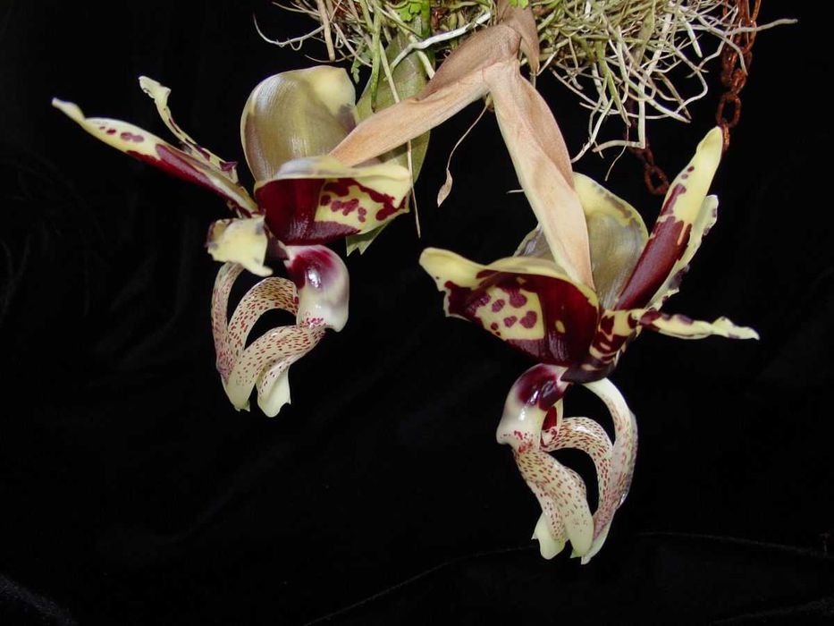 Orquídea Stanhopea tigre.
