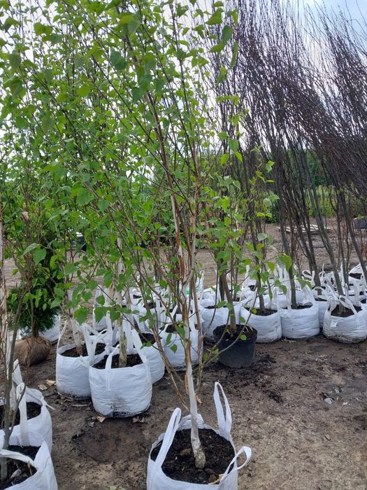 Brzoza dorebos 150cm-370cm