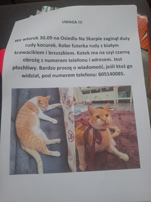 Zaginął rudy kocurek Leszno