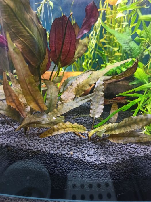 Moczarka kryptokoryna duży chenio