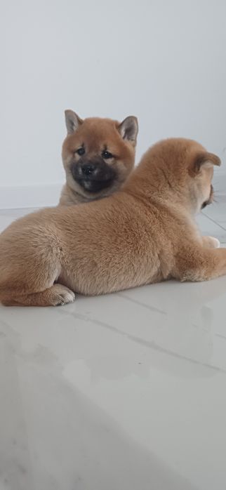 Piesek shiba inu
