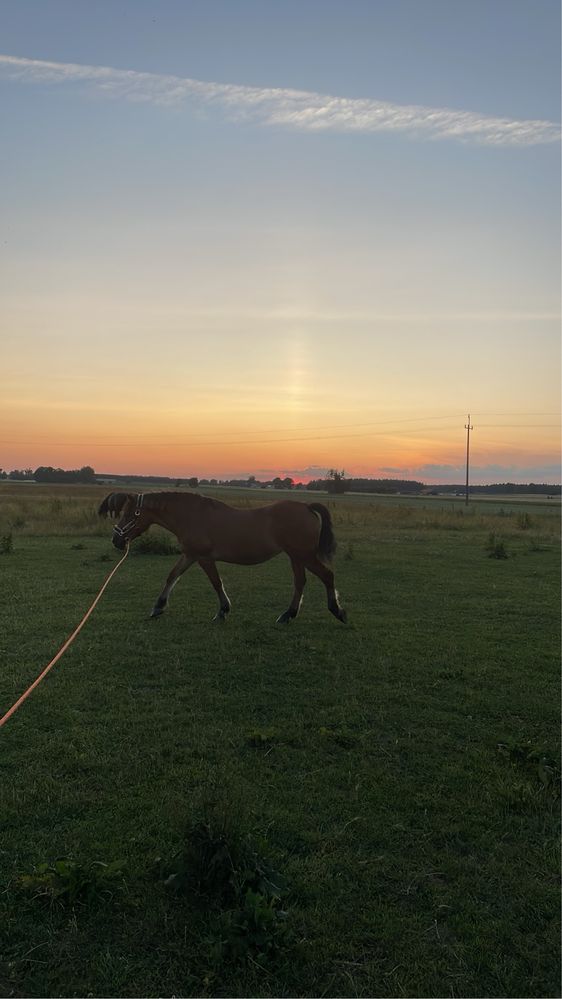 kobyla, klacz do rekreacji