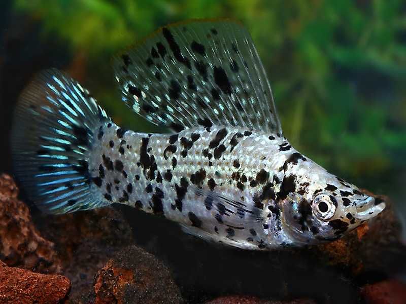 Molinezja żaglopłetwa calico - XL - Poecilia velifera - dowóz