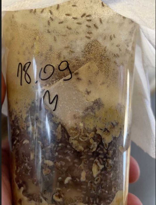 Hodowla muszek owocówek/Muszka owocówka (melanogaster oraz hydei)