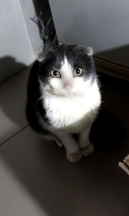 Вислоухий Котик ищет семью.