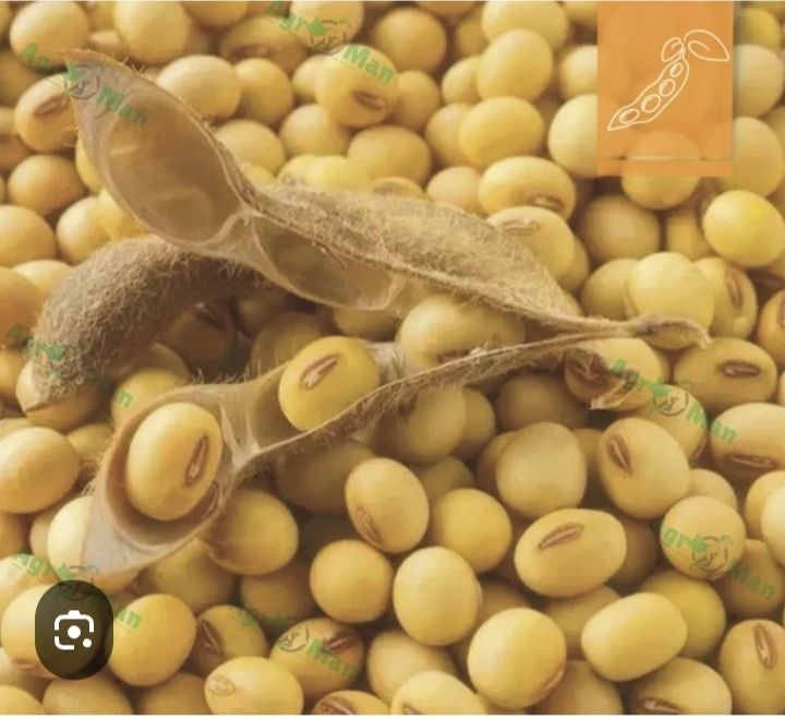 Соя  гмо врожай 2025р