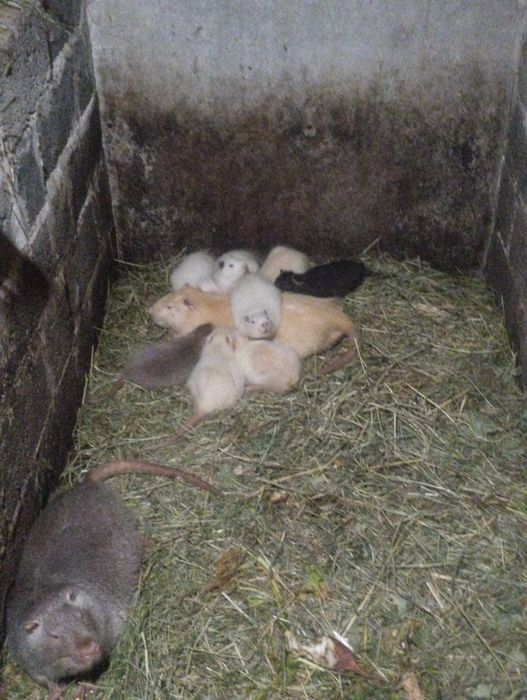 Продаж Нутрій, Молодняк Самці-Самки, Жива Вага І М'ясо!!!