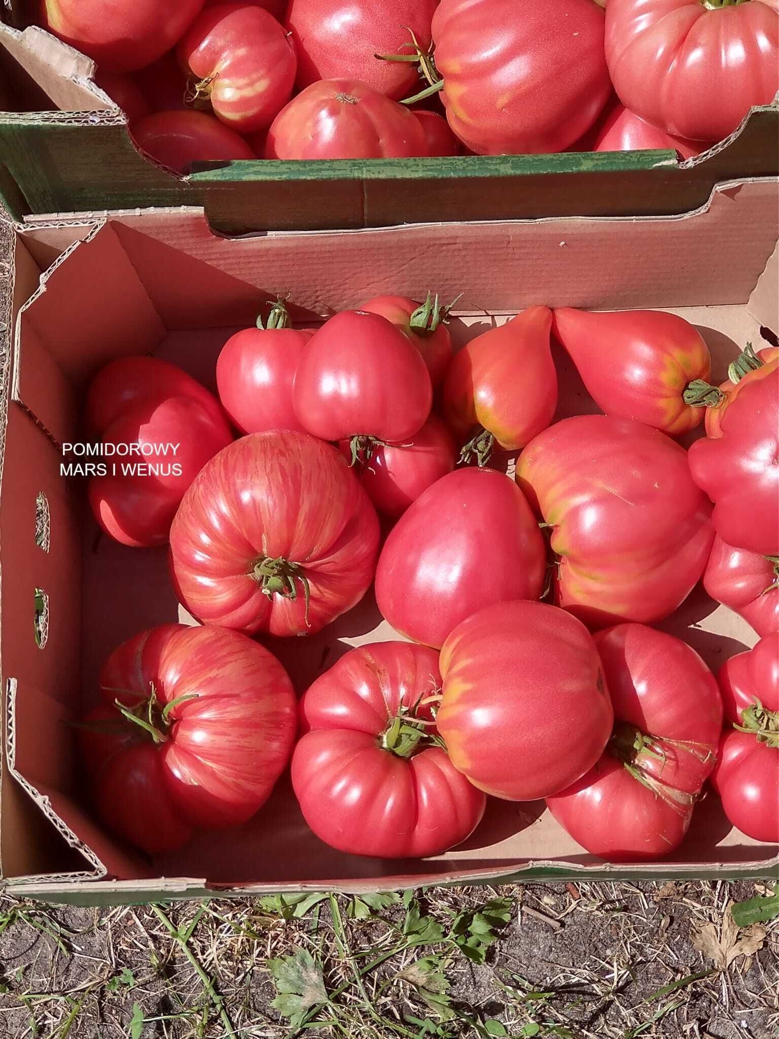 7 Odmian Nasion Pomidora Z Moich Ogłoszeń