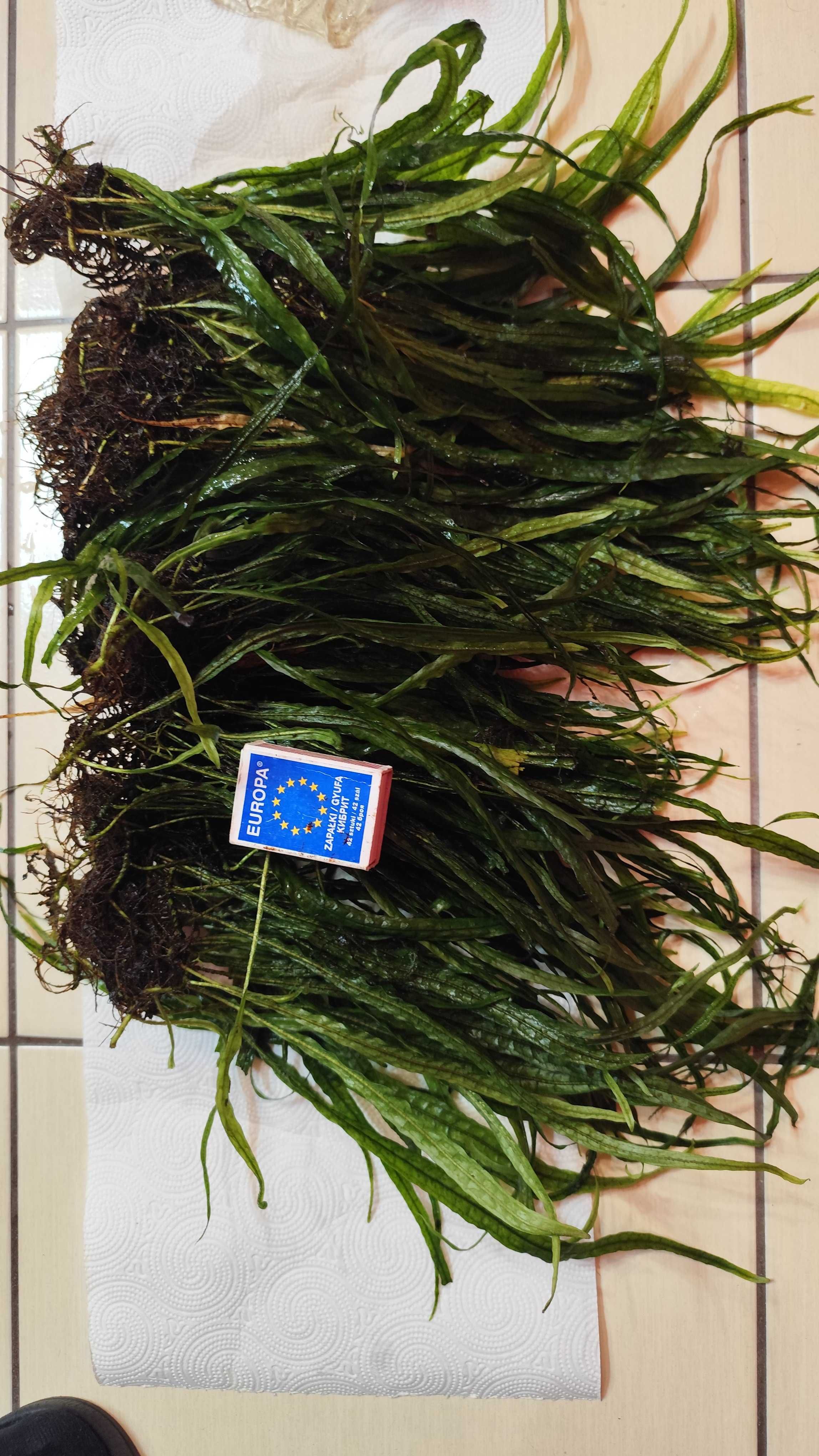Olbrzyma Kępa Microsrium tylko 40pln