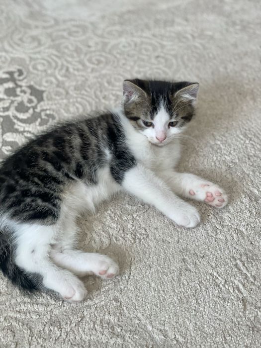 Кошеня в люблячу сімю