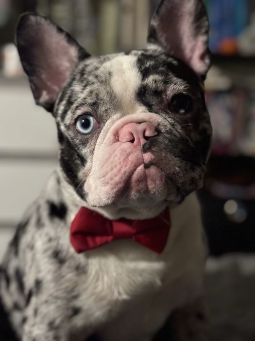 Французький бульдог блакитний мерль для в’язки | Запоріжжя