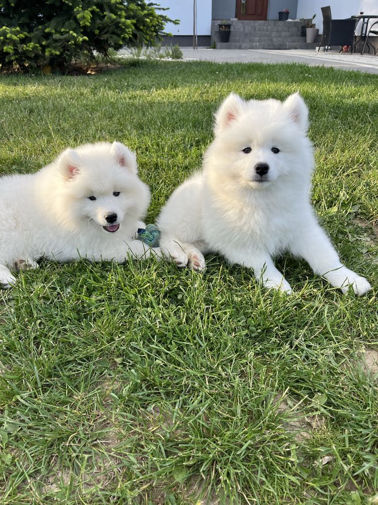 Samoyed szczenie ,gotowe do odbioru